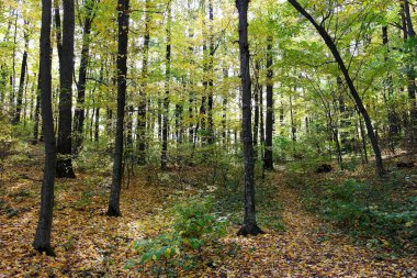 Sonbahar ormanlarının güzel manzarası 