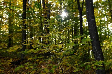 Güzel sonbahar ormanı manzarası