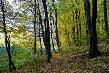Sonbahar ormanlarının güzel manzarası 