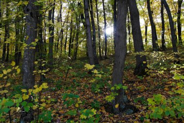 Sonbahar ormanlarının güzel manzarası 