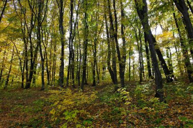 Güzel sonbahar ormanı manzarası