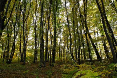 Sonbahar ormanlarının güzel manzarası 