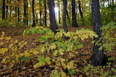 Sonbahar ormanlarının güzel manzarası 