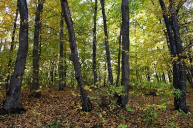 Güzel sonbahar ormanı manzarası