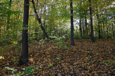 Sonbahar ormanlarının güzel manzarası 