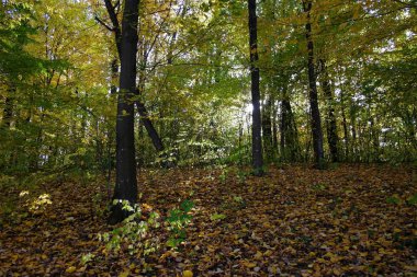 Güzel sonbahar ormanı manzarası