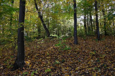 Güzel sonbahar ormanı manzarası
