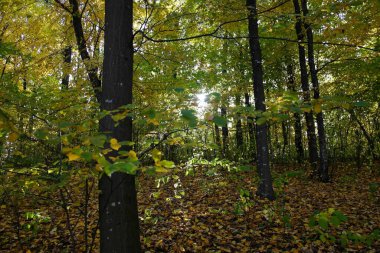 Güzel sonbahar ormanı manzarası