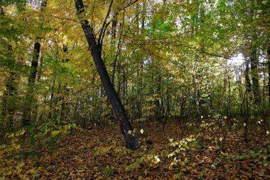 Güzel sonbahar ormanı manzarası