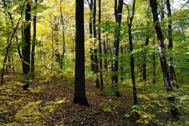 Sonbahar ormanlarının güzel manzarası 