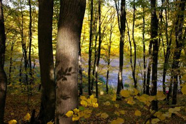 Sonbahar ormanlarının güzel manzarası 