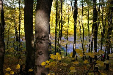 Sonbahar ormanlarının güzel manzarası 