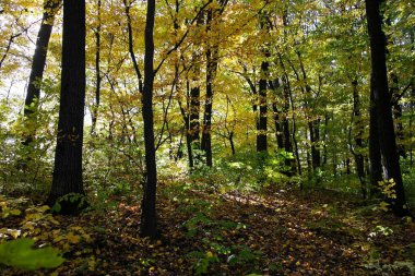 Sonbahar ormanlarının güzel manzarası 