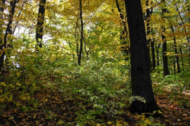 Sonbahar ormanlarının güzel manzarası 