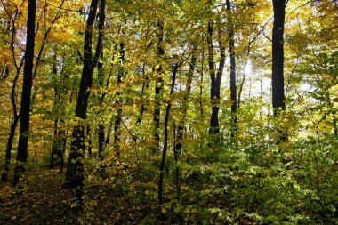 Sonbahar ormanlarının güzel manzarası 