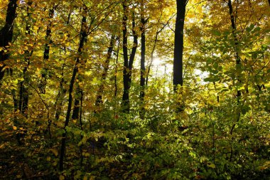 Güzel sonbahar ormanı manzarası