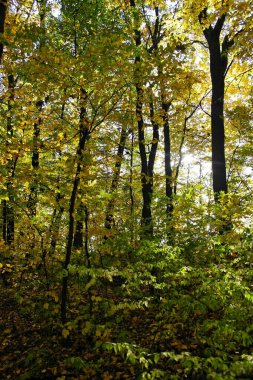Sonbahar ormanlarının güzel manzarası 
