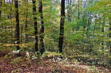 Güzel sonbahar ormanı manzarası