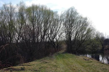 Ağaçlı ve karlı güzel bir manzara.