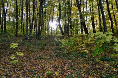 Güzel sonbahar ormanı manzarası
