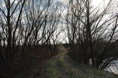 Ağaçlar ve ormanlarla dolu güzel bir manzara.
