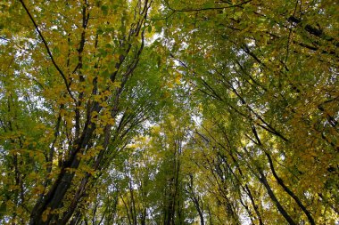 Sarı ağaçları ile sonbahar orman