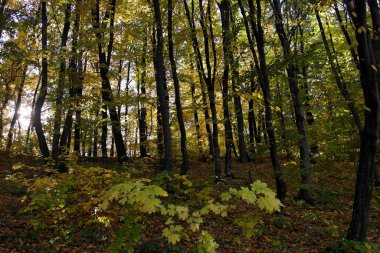 Güzel sonbahar ormanı manzarası