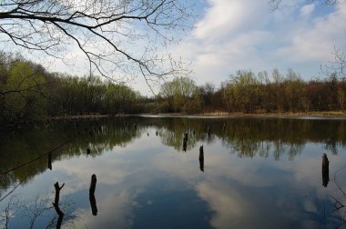 İlkbahar ormanında gölü olan güzel bir manzara. 