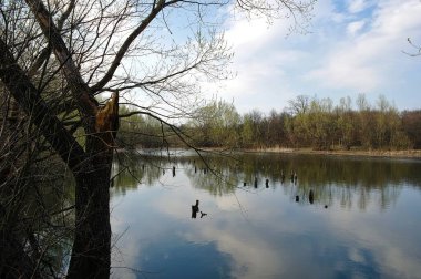 İlkbahar ormanında gölü olan güzel bir manzara. 