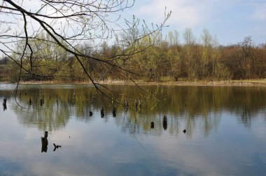 İlkbahar ormanında gölü olan güzel bir manzara. 