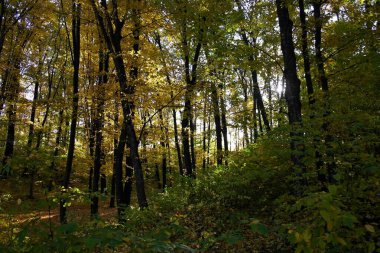Sonbahar ormanlarının güzel manzarası 