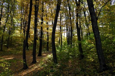 Güzel sonbahar ormanı manzarası