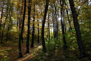 Güzel sonbahar ormanı manzarası