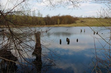 Ormandaki nehrin güzel manzarası