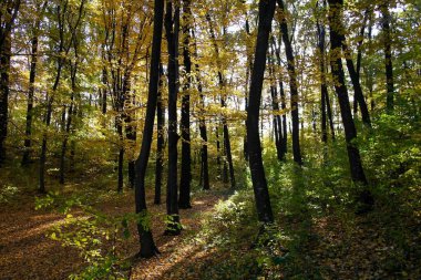 Güzel sonbahar ormanı manzarası