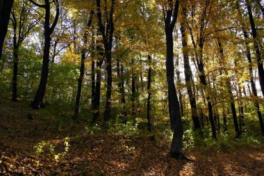 Güzel sonbahar ormanı manzarası