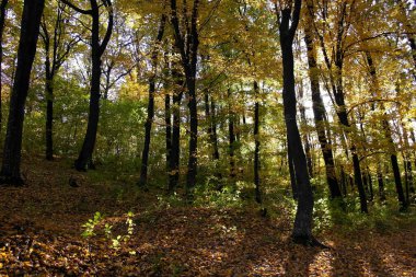 Sonbahar ormanlarının güzel manzarası 