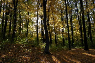 Güzel sonbahar ormanı manzarası