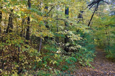 Sonbahar ormanlarının güzel manzarası 