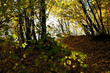 Güz ormanı manzarası ve güzel ağaçları var. 