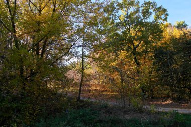 Sonbahar ormanlarının güzel manzarası 