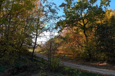 Sonbahar ormanlarının güzel manzarası 