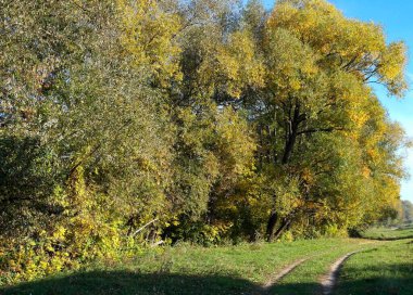 sonbahar ağaçlarıyla resmedilmiş manzara