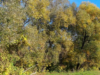 sonbahar ağaçlarıyla resmedilmiş manzara