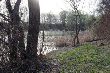 Ormanda bir ağaç yığını