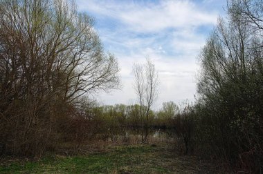 Ağaçları ve yeşil otları olan güzel bir manzara.