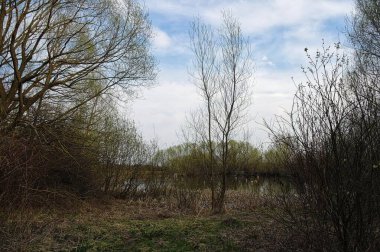 Ormanın güzel manzarası