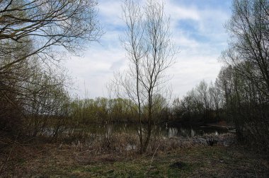 Ormanın güzel manzarası