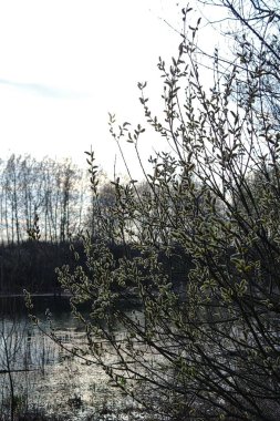 Doğanın güzel manzarası