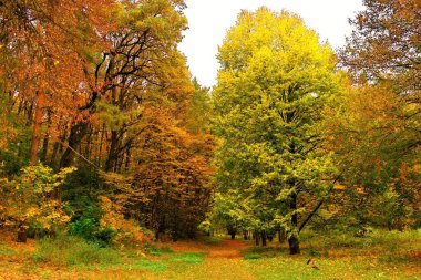 sonbahar ağaçlarıyla resmedilmiş manzara